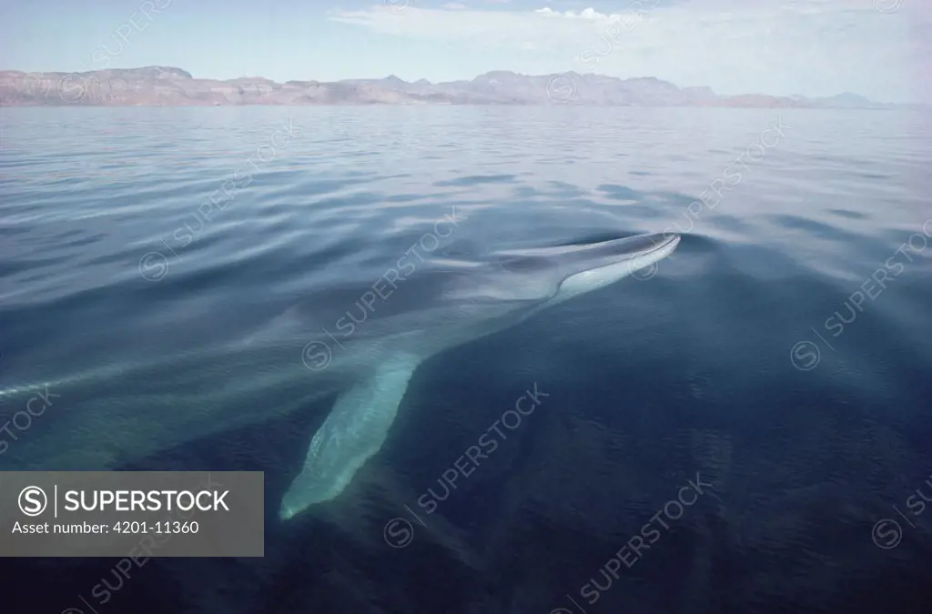 Fin Whale (Balaenoptera physalus) surfacing, Baja California, Mexico