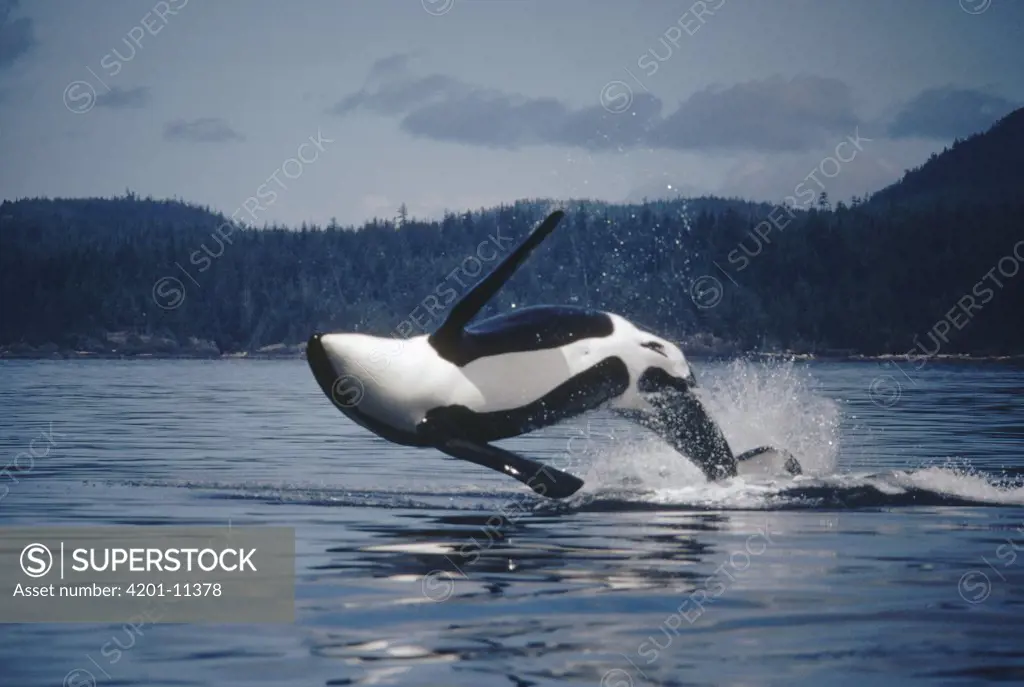 Orca (Orcinus orca) adult male named B-3 breaching, Johnstone Strait, British Columbia, Canada