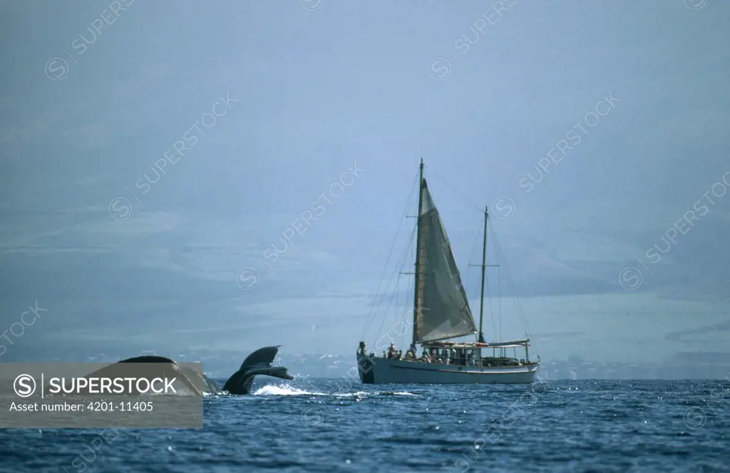 Humpback Whale (Megaptera novaeangliae) tails and sailboat with whale watching tour, Hawaii