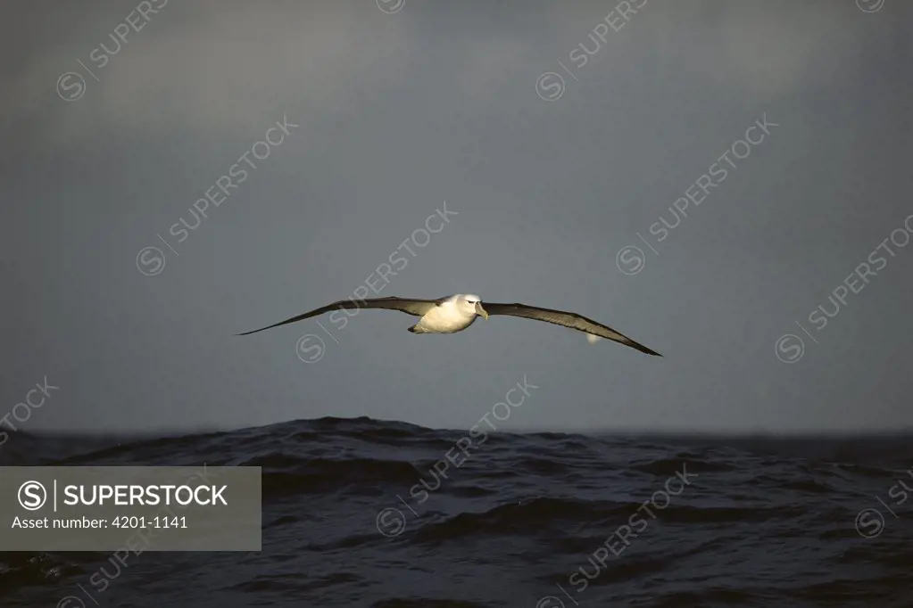 White-capped Albatross (Thalassarche steadi) flying over Southern Ocean, Campbell Island, New Zealand