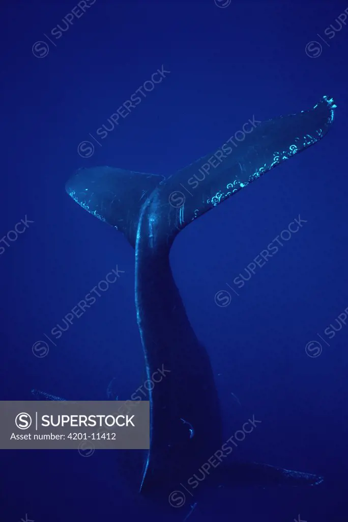 Humpback Whale (Megaptera novaeangliae) diving, Hawaii