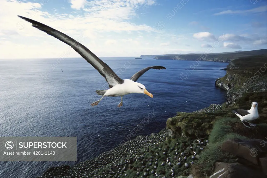 Campbell Albatross (Thalassarche impavida) coming in to land, Bull Rock, North Cape Colony, Campbell Island, New Zealand