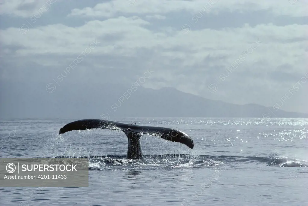 Humpback Whale (Megaptera novaeangliae) tail, Hawaii