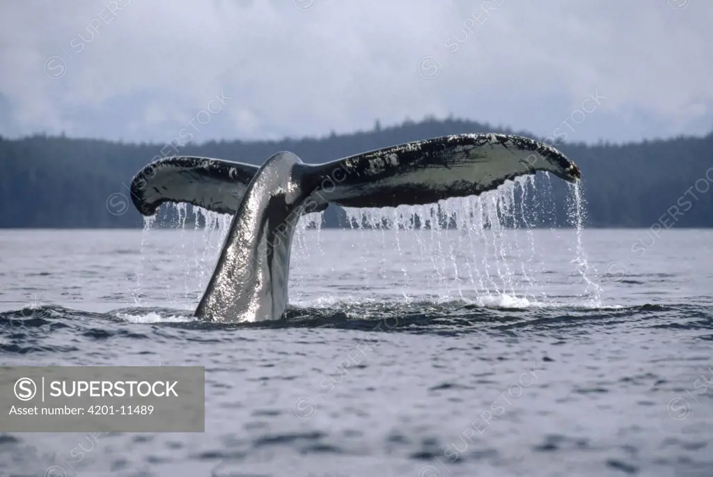 Humpback Whale (Megaptera novaeangliae) tail, Alaska