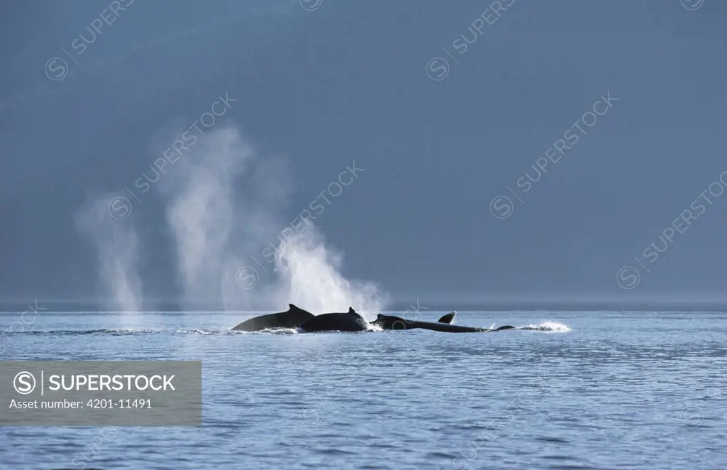 Humpback Whale (Megaptera novaeangliae) group spouting