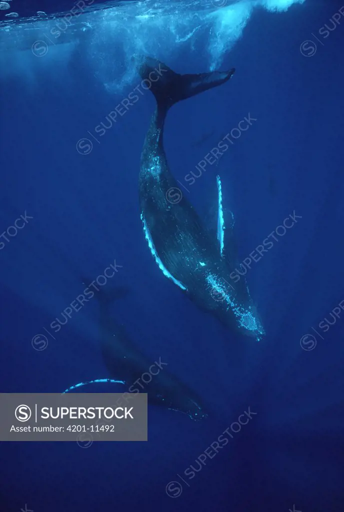 Humpback Whale (Megaptera novaeangliae) pair diving, Hawaii