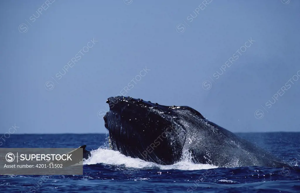 Humpback Whale (Megaptera novaeangliae) pair feeding