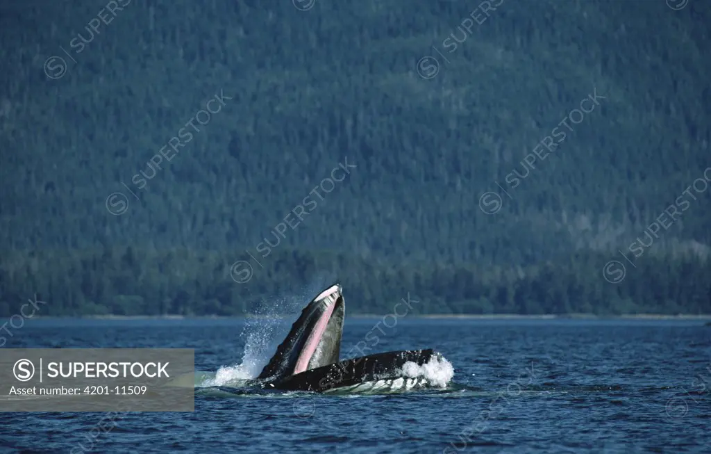Humpback Whale (Megaptera novaeangliae) gulp feeding, Southeast Alaska