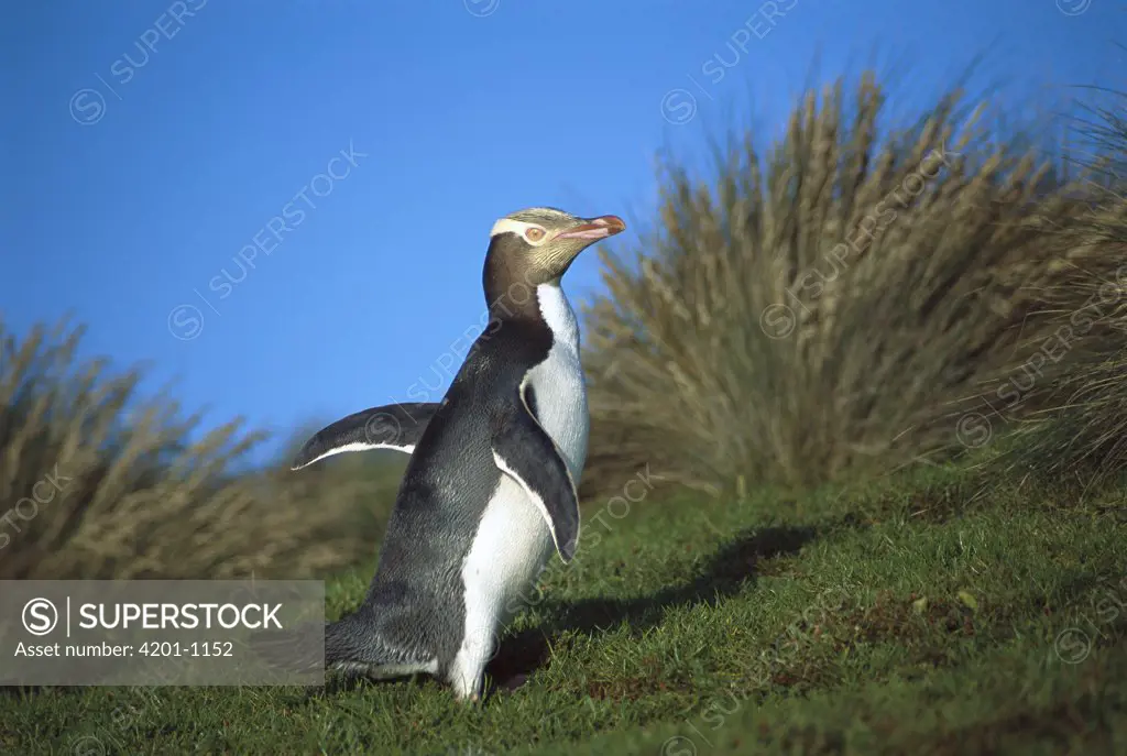 Yellow-eyed Penguin (Megadyptes antipodes) commuting to nest hidden inland in dense vegetation, Sandy Bay, Enderby Island, Auckland Islands, New Zealand