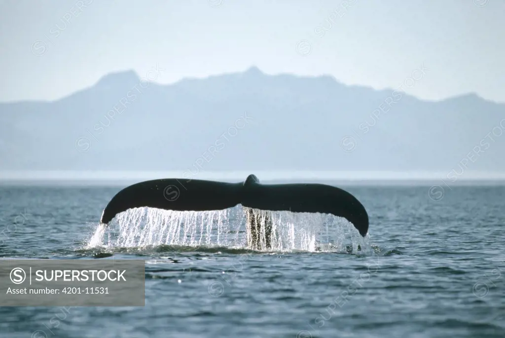 Humpback Whale (Megaptera novaeangliae) tail, Frederick Sound, Southeast Alaska