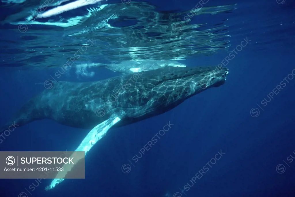 Humpback Whale (Megaptera novaeangliae) and calf, Hawaii