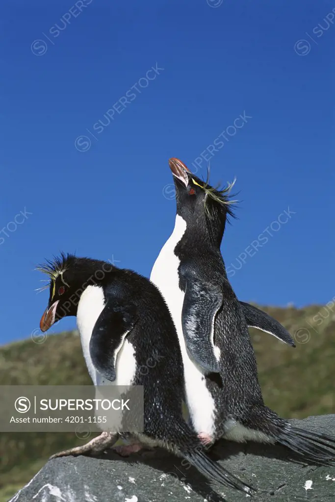 Rockhopper Penguin (Eudyptes chrysocome) pair, Penguin Bay, Campbell Island, New Zealand