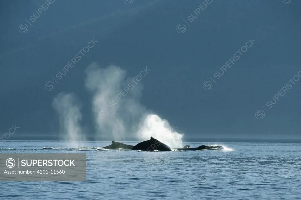 Humpback Whale (Megaptera novaeangliae) group surfacing, Hawaii