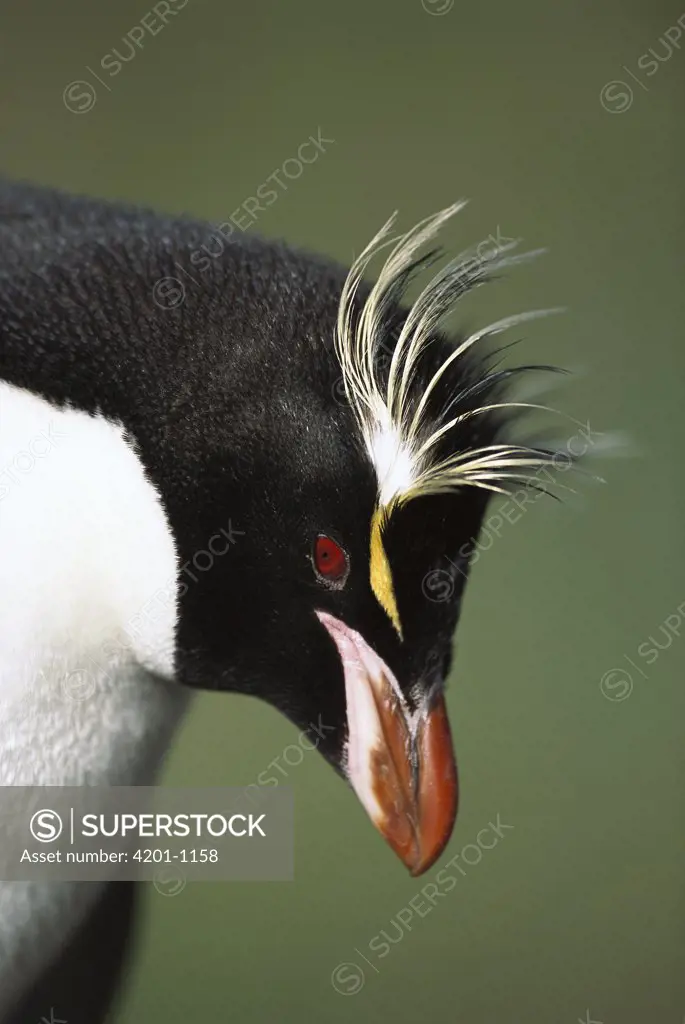 Rockhopper Penguin (Eudyptes chrysocome) head shot, Penguin Bay, Campbell Island, New Zealand