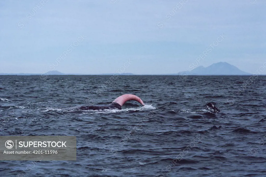 Gray Whale (Eschrichtius robustus) erect penis, Baja California, Mexico