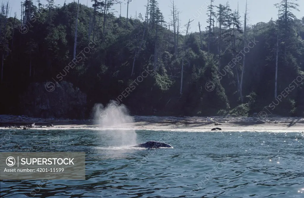 Gray Whale (Eschrichtius robustus) spouting, Vancouver Island, British Columbia, Canada