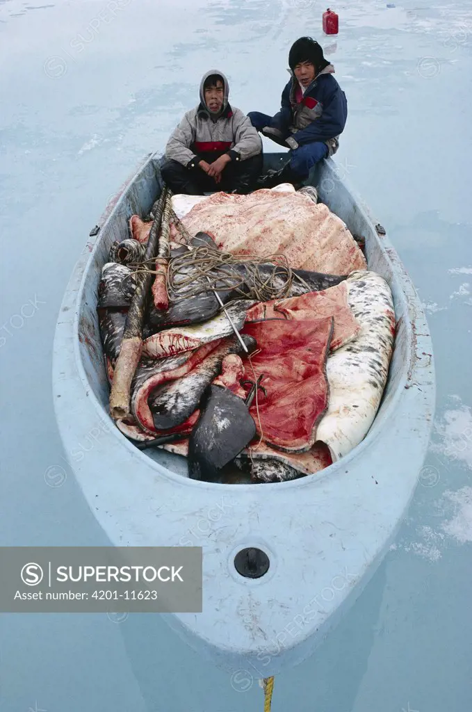 Narwhal (Monodon monoceros) meat and Inuit hunters, Baffin Island, Canada