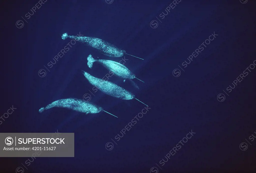 Narwhal (Monodon monoceros) four males pass along in the open water of Lancaster Sound in early June, Baffin Island, Nunavut, Canada