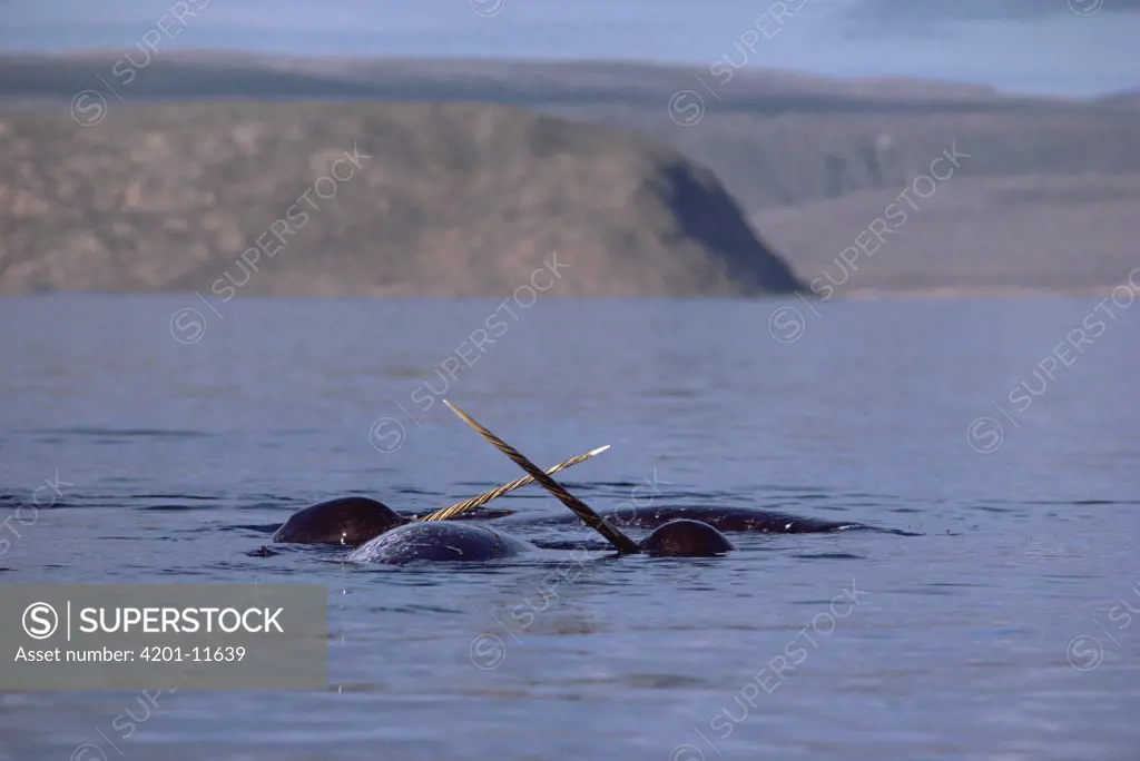 Narwhal (Monodon monoceros) fighting over carcass of dead female, Baffin Island, Canada