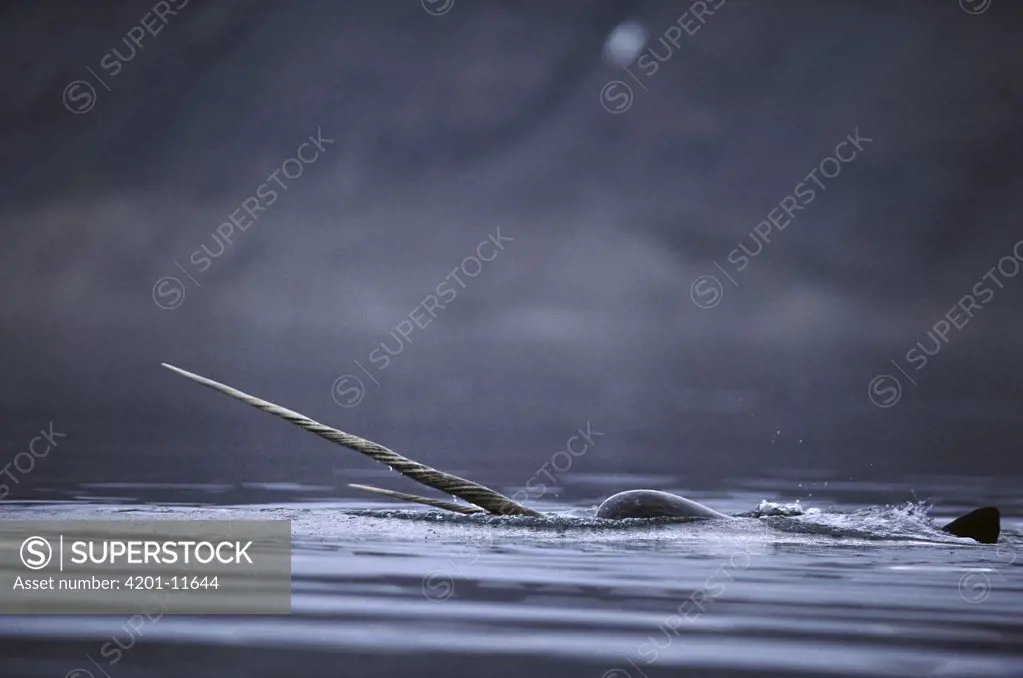 Narwhal (Monodon monoceros) male surfacing, Canadian Northwest Territories