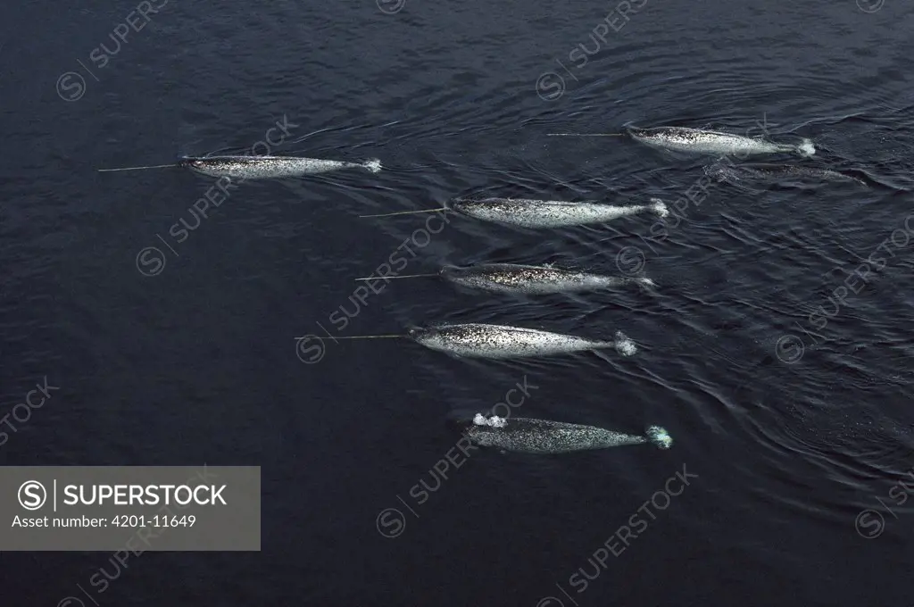 Narwhal (Monodon monoceros) aerial of six males swimming near water surface, Baffin Island, Canada