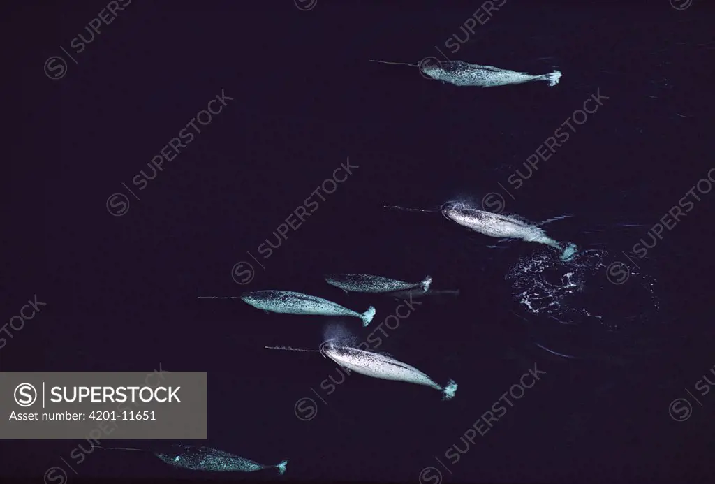 Narwhal (Monodon monoceros) aerial view of male group, Baffin Island, Canada