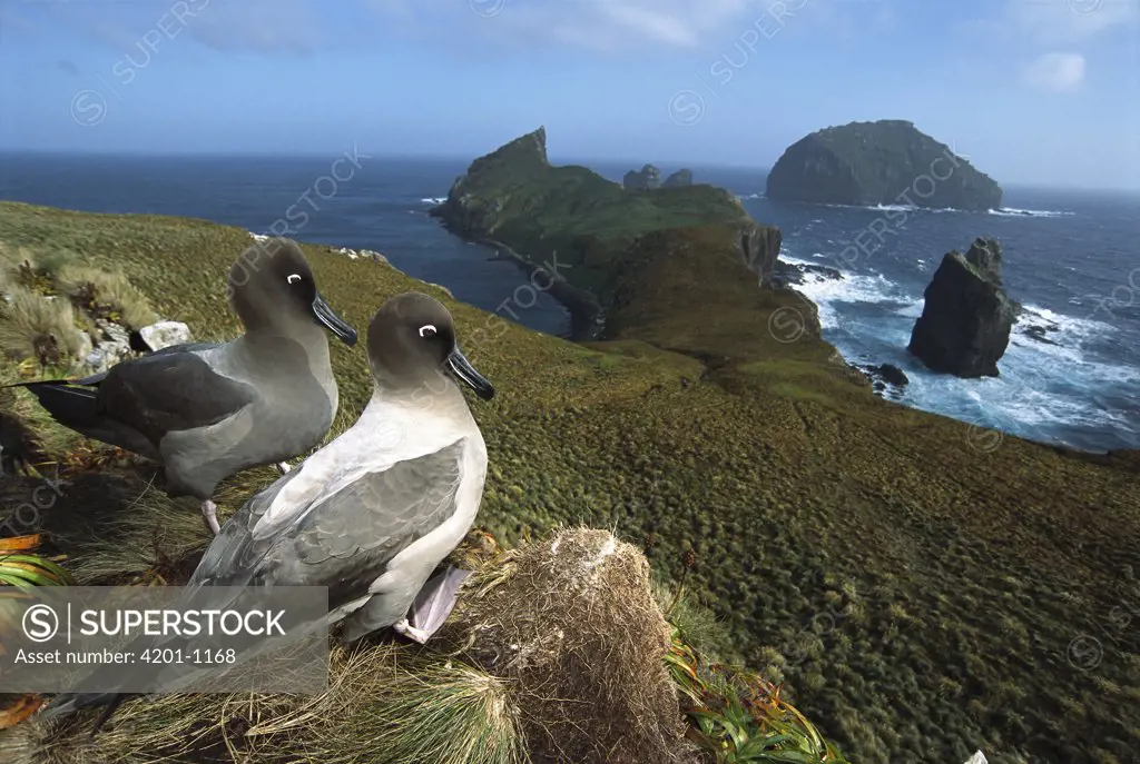 Light-mantled Albatross (Phoebetria palpebrata) pair courting on bluffs over-looking weather-beaten south coast, Monument Harbour, Campbell Island, New Zealand