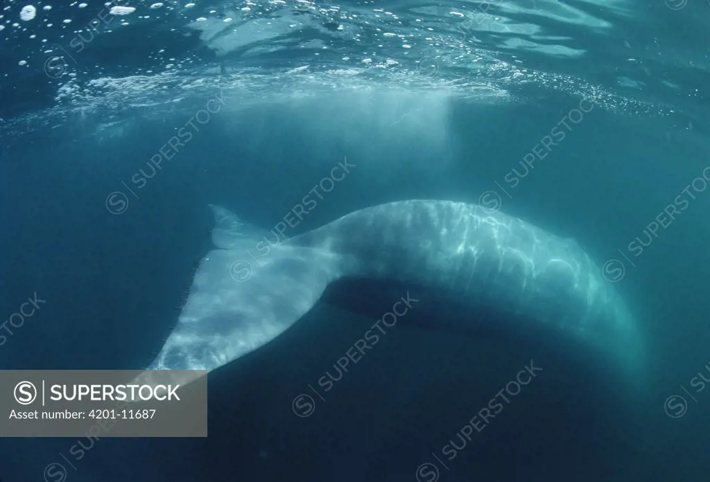 Blue Whale (Balaenoptera musculus), Sea of Cortez, Mexico