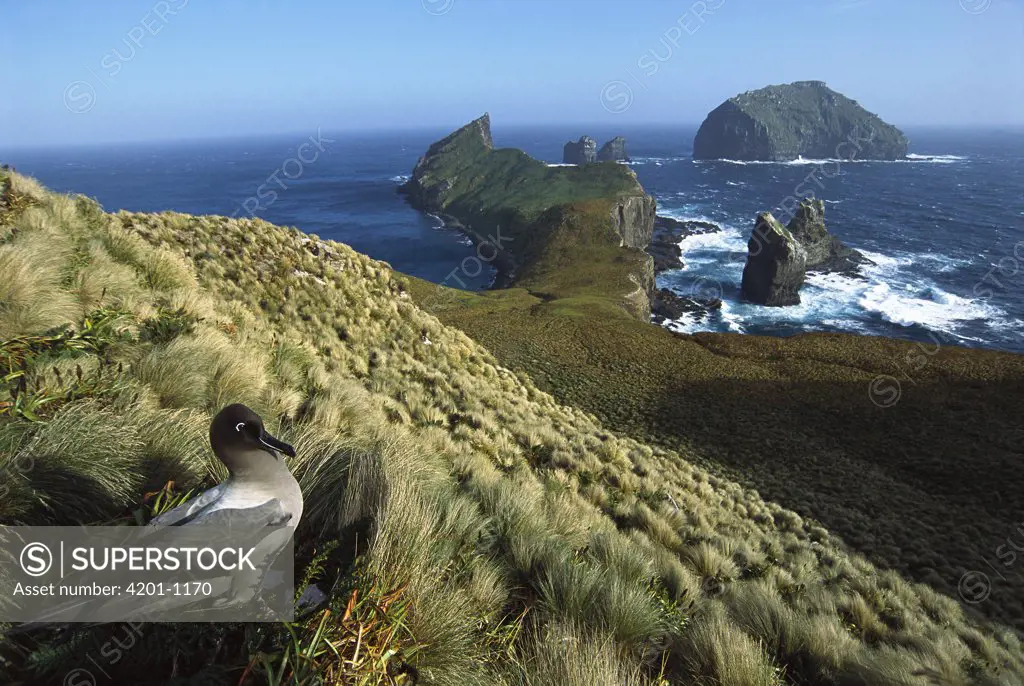 Light-mantled Albatross (Phoebetria palpebrata) on nesting bluffs overlooking weather-beaten south coast, Monument Harbour, Campbell Island, New Zealand