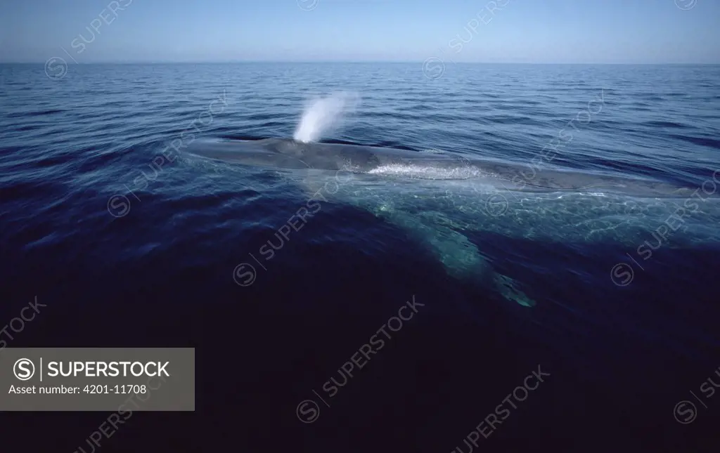 Blue Whale (Balaenoptera musculus) spouting, Sea of Cortez, Mexico