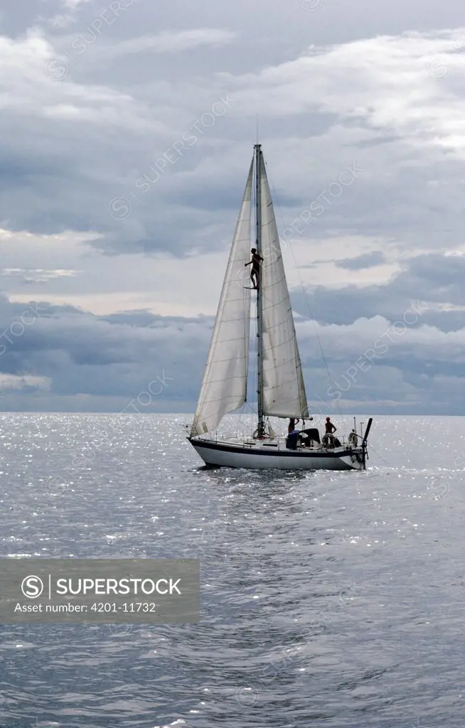 Sperm Whale (Physeter macrocephalus) researchers on sailboat looking for whales, Sri Lanka