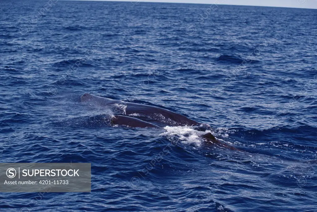Sperm Whale (Physeter macrocephalus) pod at the ocean surface, Sri Lanka