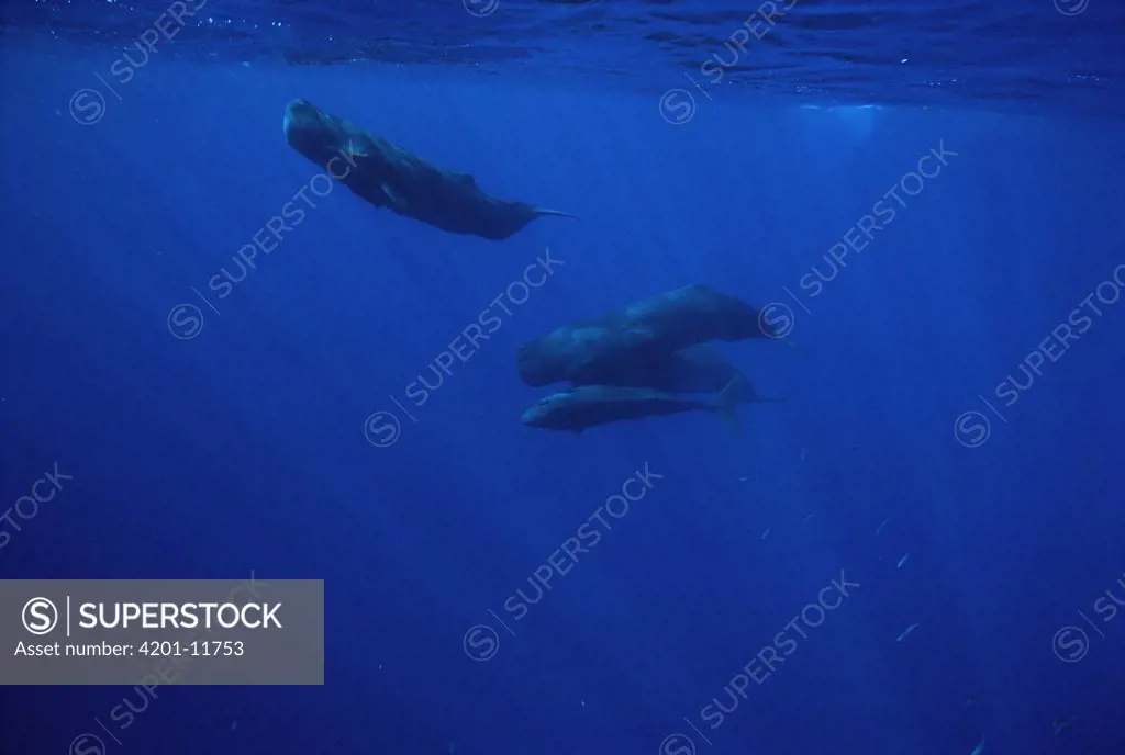 Sperm Whale (Physeter macrocephalus), Kona coast, Hawaii