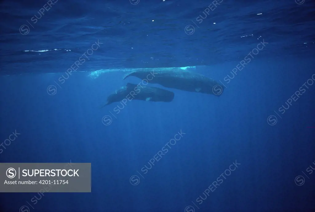 Sperm Whale (Physeter macrocephalus) and calf, Sri Lanka