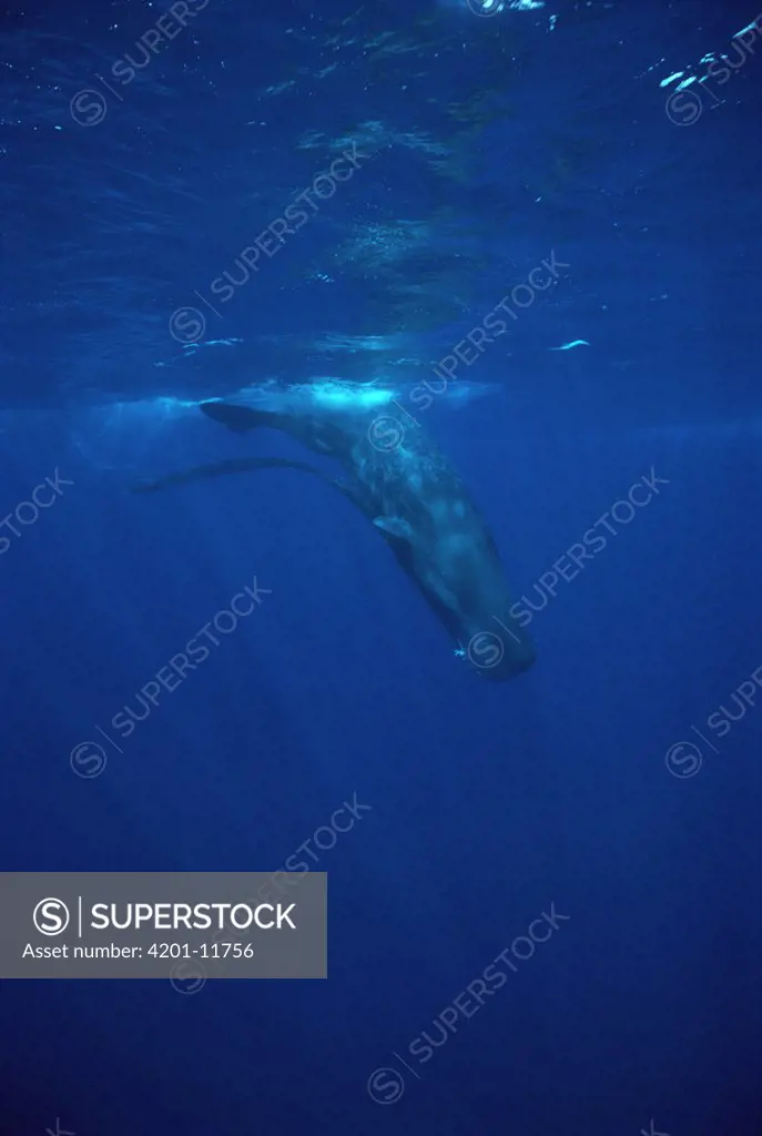 Sperm Whale (Physeter macrocephalus) diving with fishing net caught on jaw, Sri Lanka