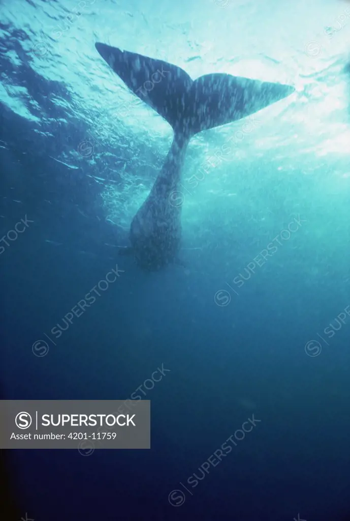 Sperm Whale (Physeter macrocephalus) silhouette, Sri Lanka