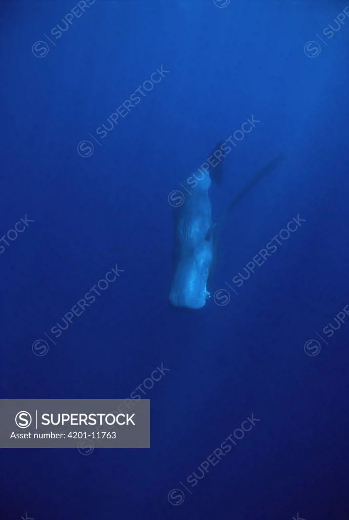 Sperm Whale (Physeter macrocephalus) with fishing net caught on her jaw, Sri Lanka