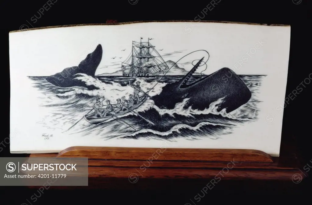 Sperm Whale (Physeter macrocephalus) caught by whalers depicted in Scrimshaw