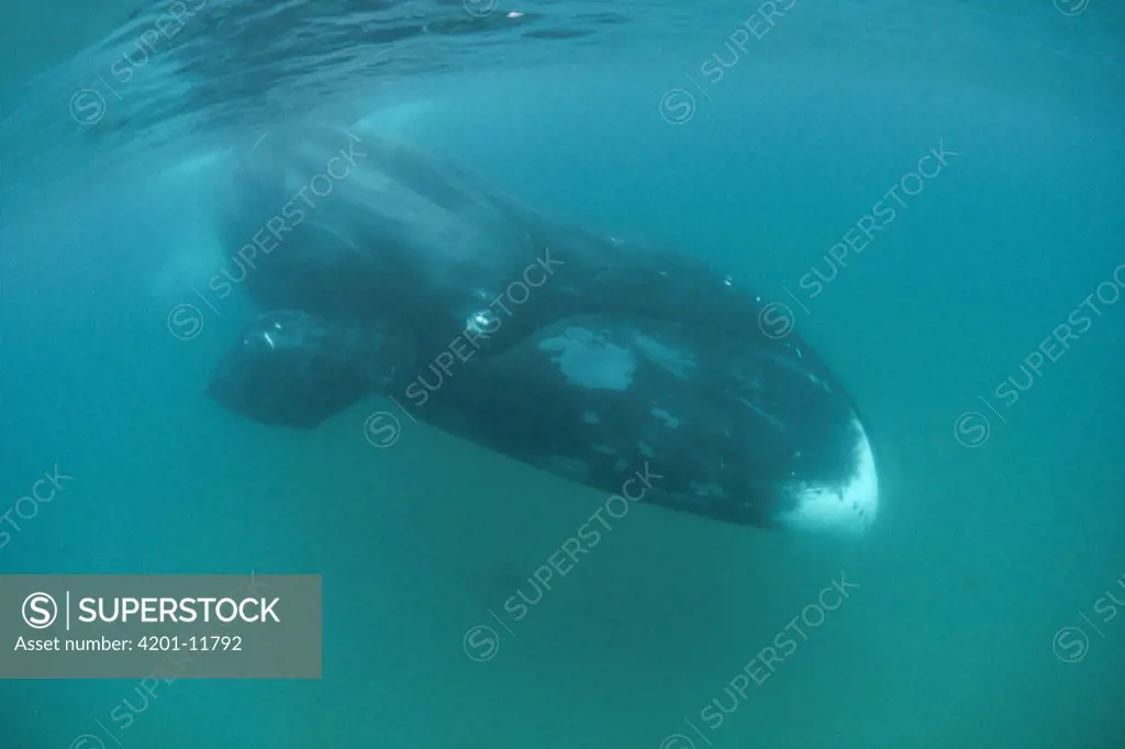 Bowhead Whale (Balaena mysticetus) diving underwater, Baffin Island, Canada
