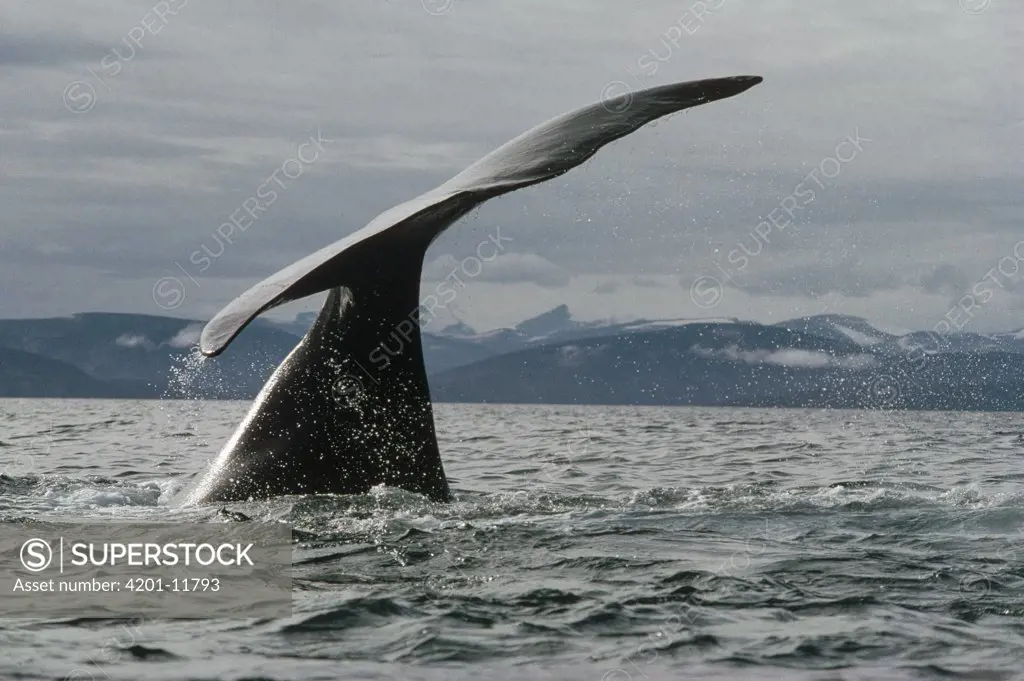 Bowhead Whale (Balaena mysticetus) tail, Baffin Island, Nunavut, Canada