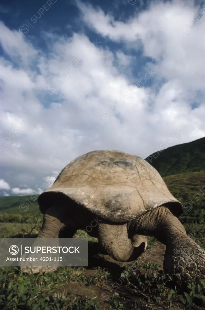 Galapagos Giant Tortoise (Geochelone nigra) rear view, Alcedo Volcano, Isabella Island, Galapagos Islands, Ecuador