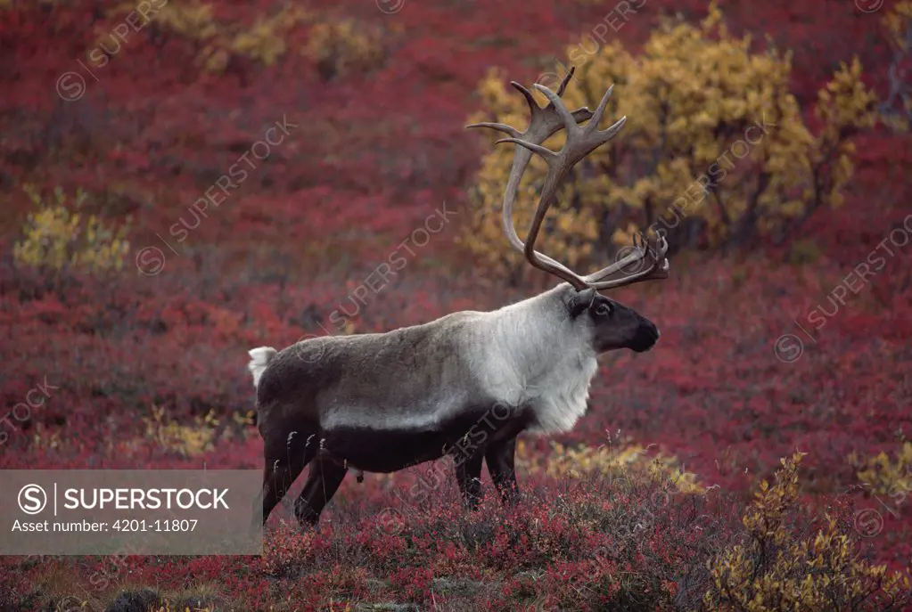 Caribou (Rangifer tarandus) bull on autumn tundra, Alaska