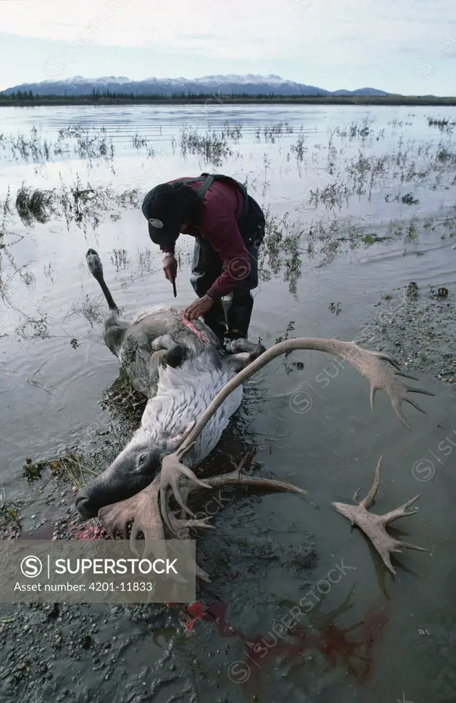 Gwich'in Indian with Caribou (Rangifer tarandus) kill, Arctic National Wildlife Refuge, Alaska
