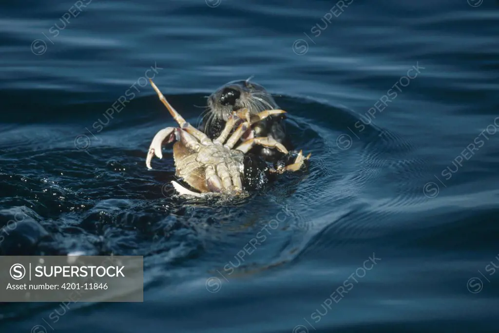 Sea Otter (Enhydra lutris) eating a crab, California