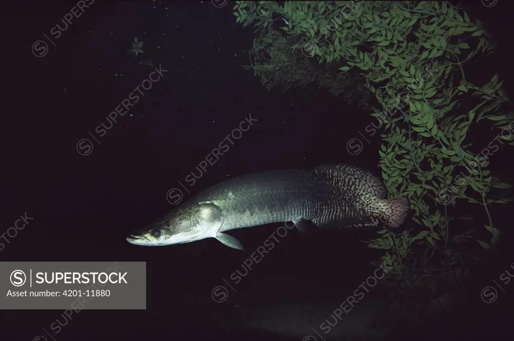Arapaima (Arapaima gigas) largest freshwater fish in the world can reach lengths of 10 feet and weigh up to 440 pounds, native to Amazonia