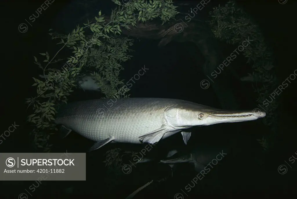 Alligator Gar (Lepisosteus spatula) largest of all gars can grow up to 300 pounds, native to the coastal plains of the Mississippi Basin and Gulf of Mexico