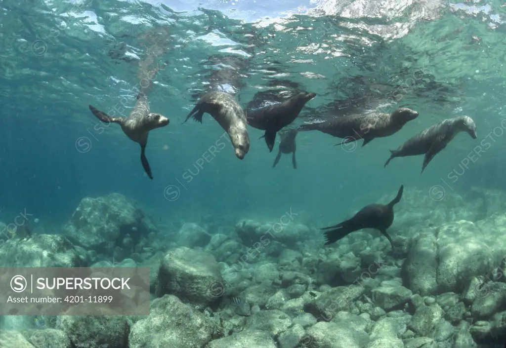 California Sea Lion (Zalophus californianus) group playing underwater, Isla Espiritu Santo, Baja California, Mexico