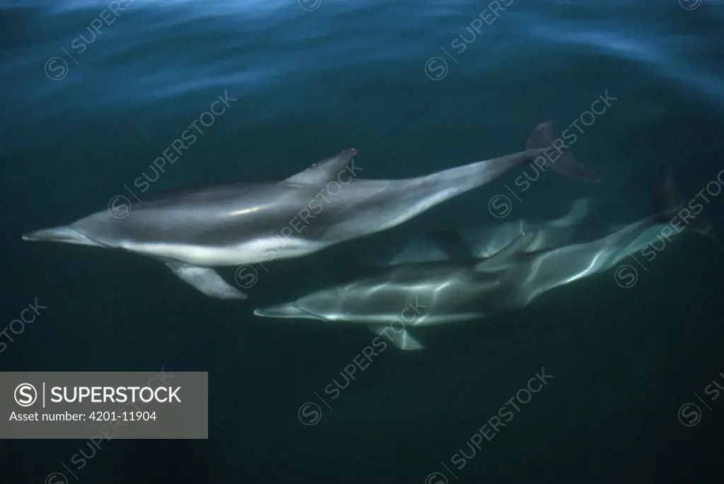 Common Dolphin (Delphinus delphis) pair, Hawaii