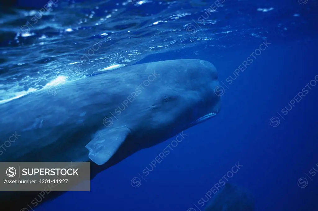 Sperm Whale (Physeter macrocephalus) at ocean's surface, Dominica