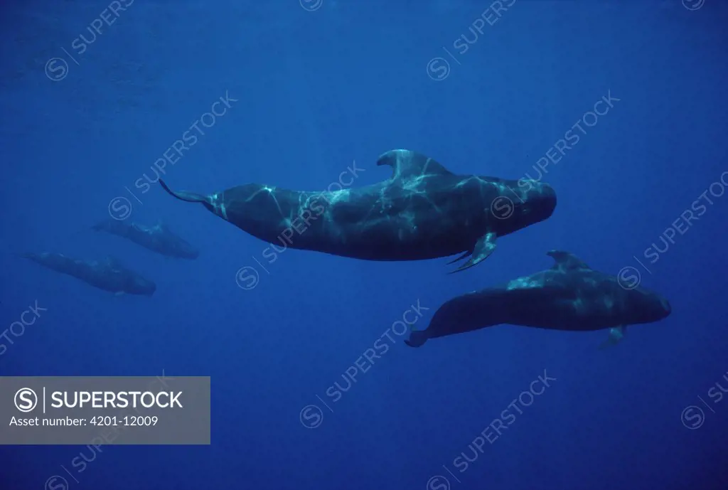 Short-finned Pilot Whale (Globicephala macrorhynchus) underwater group, Hawaii